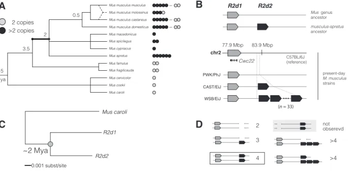 Figure 4.1: Origin and age of the R2d2 duplication. (A) R2d copy number across the phylogeny of the genus Mus