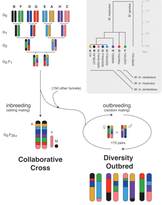 Figure 3.2: Breeding schemes for the Collaborative Cross (CC) and Diversity Outbred (DO) mouse populations