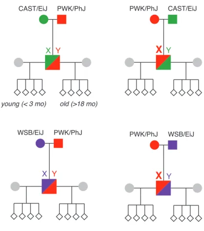 Figure 3.17: Pedigrees used to test paternal age effect on recombination. Reciprocal F 1 hybrids were generated for two of the three possible combinations of the wild-derived founder strains of the CC (CAST/EiJ, PWK/PhJ and WSB/EiJ)