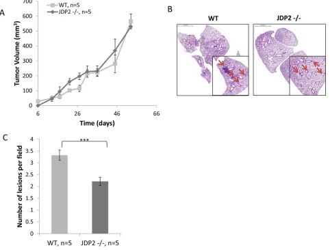 Figure 1: Host derived JDP2 expression promotes metastasis of mammary tumors. A. Six-to-eight week old female WT and JDP2 −/− mice were orthotopically implanted to the mammary fat pad with 2 × 106 PyMT cells mixed with Matrigel, and tumor volume was monito