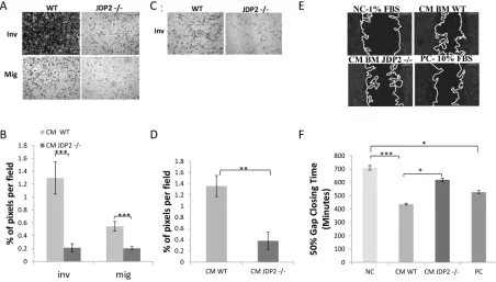 Figure 4: Wild-type BMDCs infiltrate into LLC tumors at a higher rate as compared with JDP2 −/− BMDCs