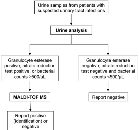 FIG 1 Flowchart and test algorithm of rapid detection and identiﬁcation of bacterial pathogens fromurine samples.