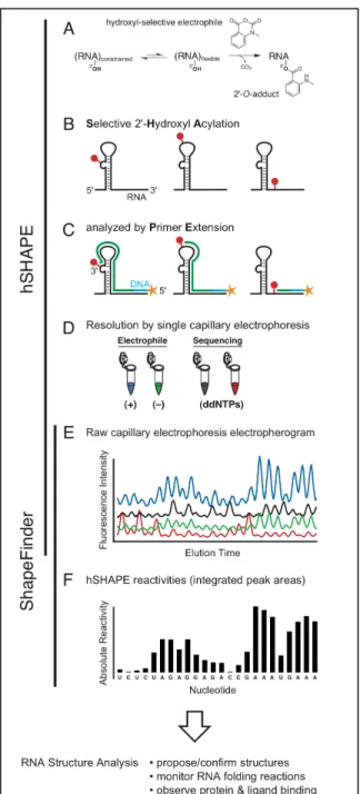 Figure 2.1. Overview of high-throughput Selective 2'-Hydroxyl Acylation analyzed by  Primer Extension (hSHAPE) and data processing using ShapeFinder