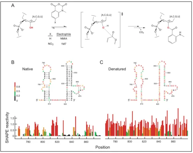 Figure 4.1. Reaction of electrophiles with the 2'-hydroxyl position in RNA. (A)  Scheme for SHAPE chemistry