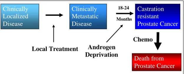 Fig 1.1: Outline of Prostate Cancer progression.  