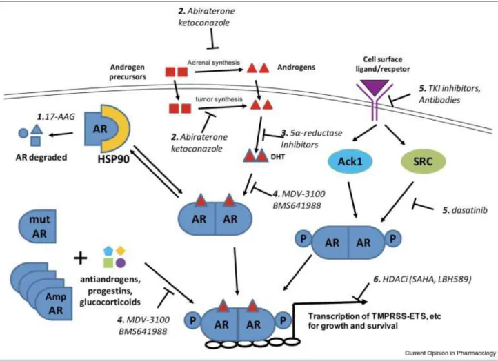 Fig 1.2: AR antagonists utilized in CRPC Therapy.  