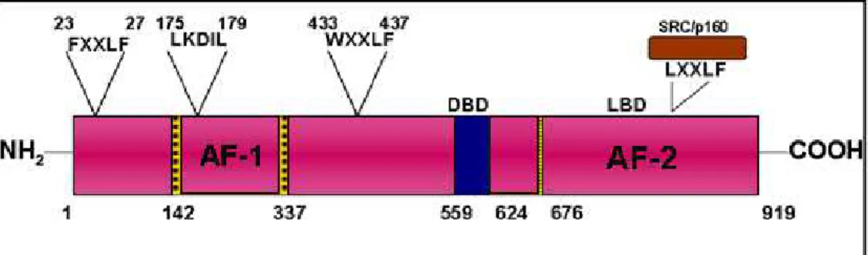 Figure 1.3:  Full length and truncated AR modular structure and Co-activator interacting  motifs