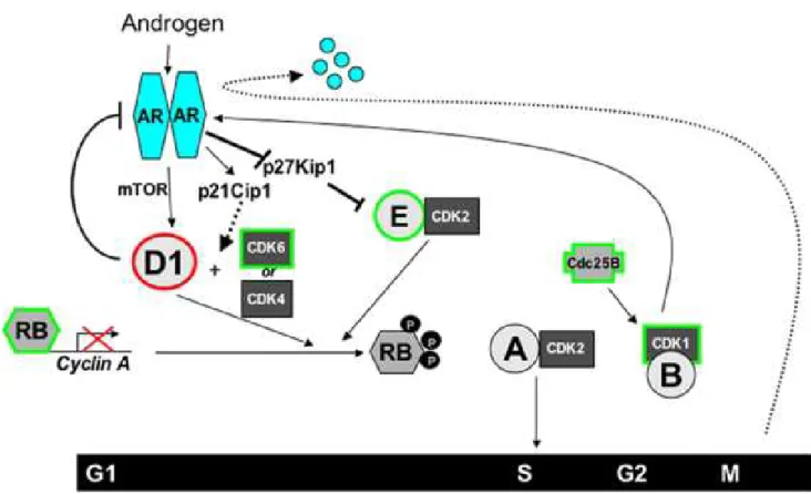 Fig 1.4: AR in Cell Cycle 