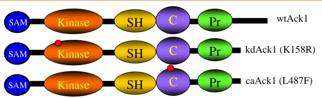 Fig 1.5: Ack1 modular protein structure with mutations K158R and L487F. 