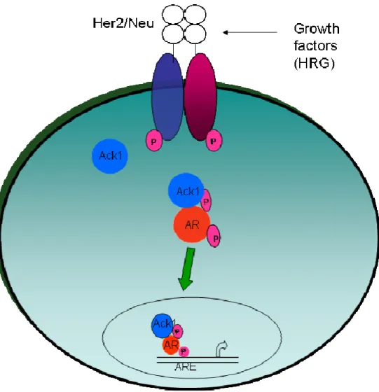 Fig 1.6: Ack1 activation of the AR pathway 