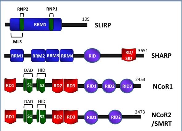 Fig 1.7: SLIRP, SHARP, NCoR1, and SMRT co-repressor protein modular structure. 