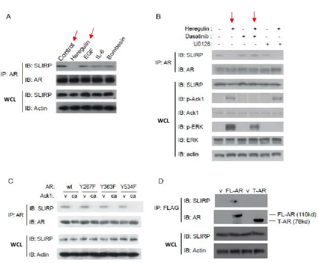 Figure 2.2: Effects of various growth factors, kinase ligands, AR mutants on AR-SLIRP  interaction
