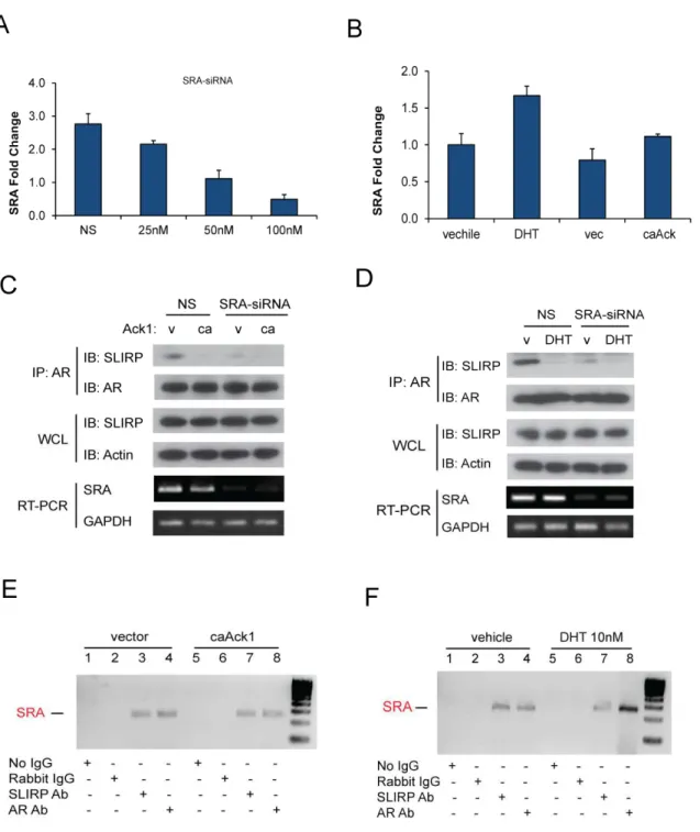 Figure 2.3: SRA is essential for AR-SLIRP interaction. (A) SRA knockdown by SRA-siRNA  in 293T cells with non-sense (NS) control