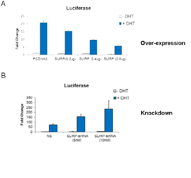 Figure 2.4: Validation of SLIRP knockdown by siRNA 