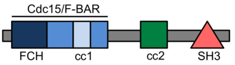 Figure 1.2. Multi-domain structure of NOSTRIN 