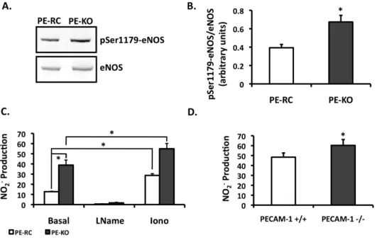 Figure 2.1. Basal eNOS phosphorylation and NO production in the PECAM-1 KO.   