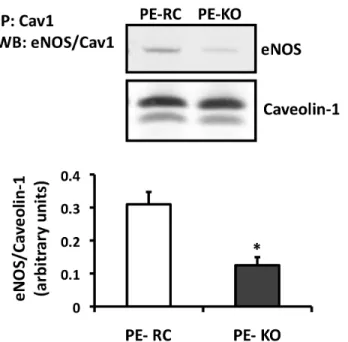 Figure 2.2. Differential association of the negative eNOS-binding partner, caveolin-1,  in the absence of PECAM-1