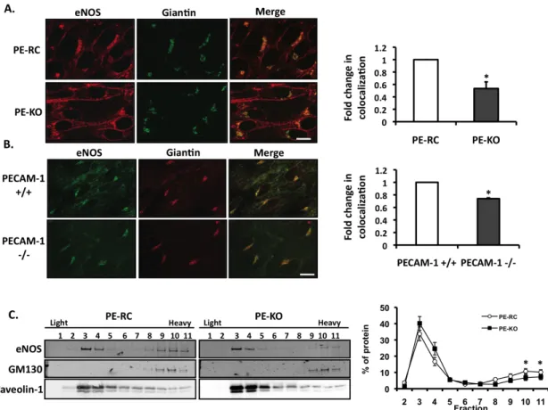 Figure 2.3. PECAM-1 regulates eNOS subcellular localization.  