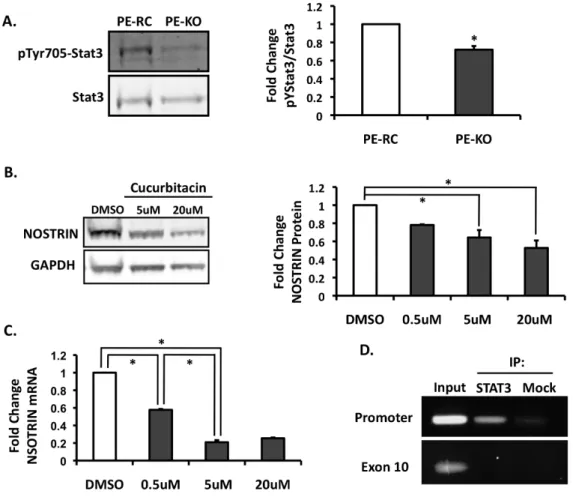 Figure 2.5.  PECAM-1 regulates NOSTRIN in a STAT3-dependent manner.  