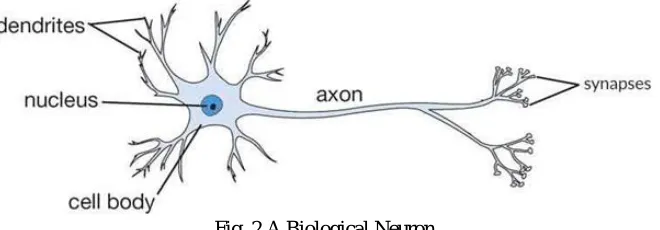 Fig. 2 A Biological Neuron 