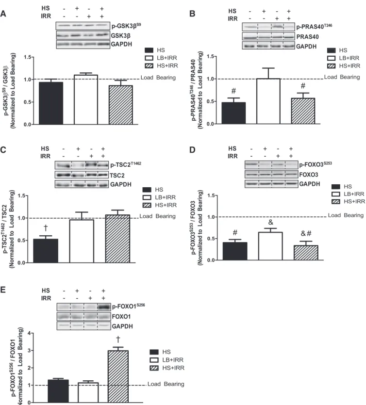 Fig. 3. Direct downstream targets of Akt signaling in response to unloading and irradiation