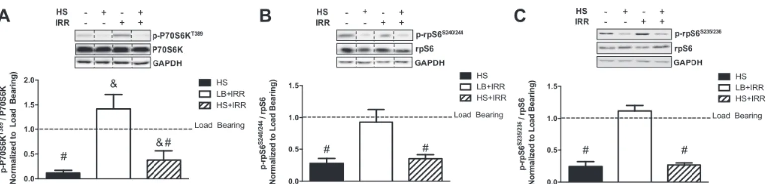 Fig. 4. Mammalian target of rapamycin complex 1 (mTORC1) signaling in response to unloading and irradiation