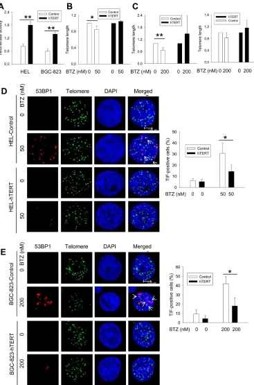 Figure 3: Telomere shortening and dysfunction in HEL and BGC-823 cells treated with bortezomib, which was attenuated by hTERT over-expression