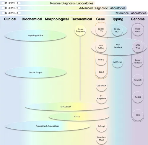 FIG 2 Illustration of predominant online databases for pathogenic fungi with a gradient from clinical, biochemical, morphological, taxonomical, to gene- togenome-based data resources and the identiﬁcation level achieved according to the kind of diagnostic 
