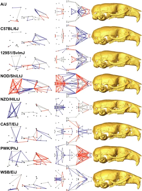 Fig. 5 Comparison of founder strain (Table 1) features. Relative linear dimensions (RDs) identified as defining characteristics that are always larger (red) or shorter (blue) and strongly differing LDs that are not always larger or smaller (gray) are plott