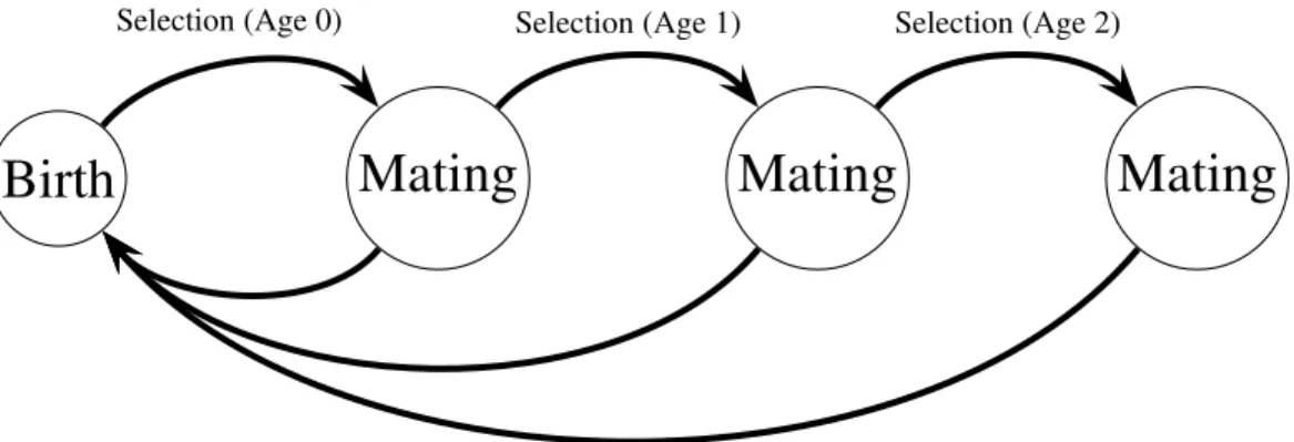 Figure 2.1: Haploid life cycle for cohorts of males: haploid males emerge, grow, undergo selection, then mating, then repeated episodes of selection and mating
