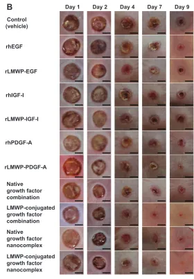 Figure 6 Effect of an LMWP-conjugated growth factor nanocomplex gel formulation on wound area reduction in the full-thickness excisional wound model