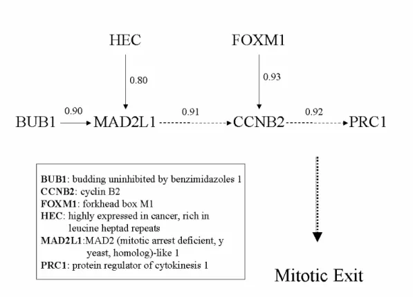 Figure 4 A Cell Cycle-related Pathway Revealed by Partial Correlation Analysis 