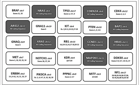 Fig. 1 The Italian Melanoma Intergroup (IMI Somatic DNA panel) used for genetic testing including 343 amplicons, size range 125–175 bp, coverage 100%, within the main 25 genes involved in the pathogenesis of melanoma