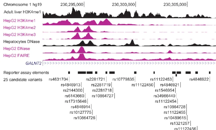 Figure 2.2 HDL-C-associated variants overlap open chromatin and histone modifications  indicating potential regulatory regions in GALNT2 intron 1 