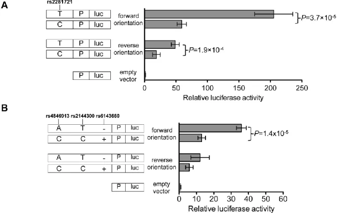 Figure 2.7 Haplotype and allelic differences in transcriptional activity at the GALNT2 locus are  consistent in Huh-7 cells 