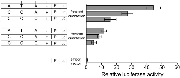 Figure 2.10 The 780-bp segment shows haplotype differences in enhancer activity in a  promoterless vector 