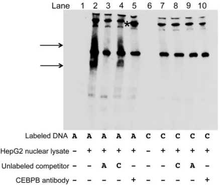 Figure 2.15 The alleles of rs4846913 show consistent allelic differences in binding 
