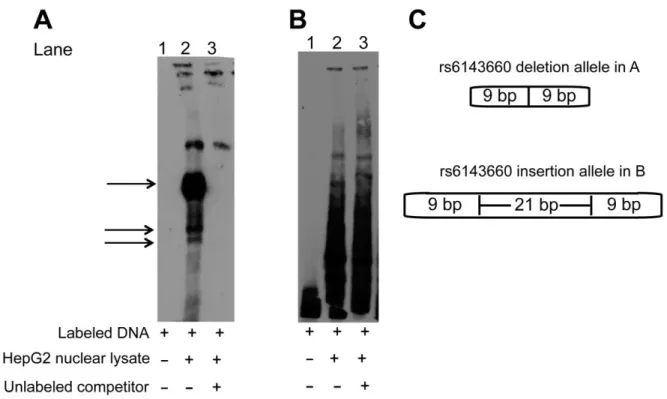 Figure 2.17 DNA sequence containing the 21-bp rs6143660 deletion allele shows evidence of  protein binding 