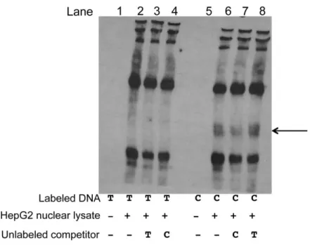 Figure 2.18 The alleles at rs2144300 show suggestive differential protein binding 