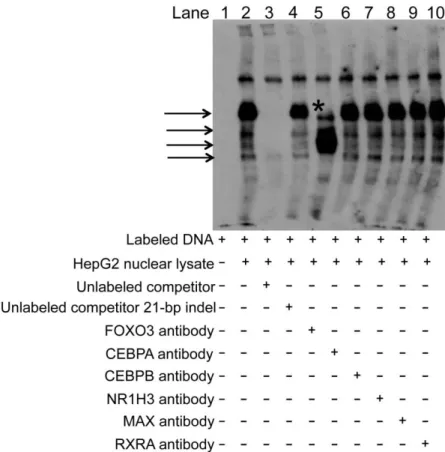 Figure 2.19 Specificity of FOXO3 binding to the deletion allele of rs6143660 