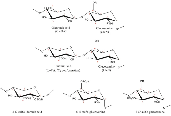 Figure 1.  Structures of disaccharide repeating units of HS and commonly found monosaccharides