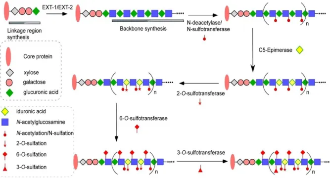 Figure 2. Biosynthesis of HS. HS biosynthesis begins with the alternating addition of a GlcUA and GlcNAc to  construct the backbone