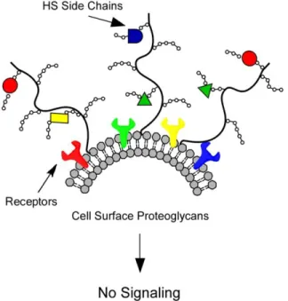 Figure 3. HS regulates cellular signaling. HS structure allows it to bind a variety of ligands