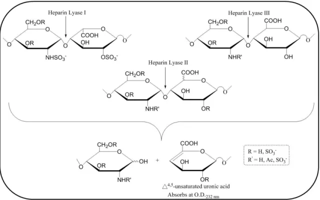 Figure 12. Enzymatic digestion by lyases I, II, III. Lyase I, II,  and III have distinct substrate specificities but  all cleave between the glucosamine and the uronic acid