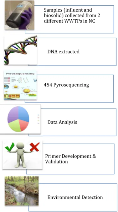 Figure 4. Process flow chart for developing biosolid MST marker. 