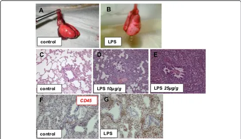 Figure 1 LPS-induced ARDS in a rat model.(B)extent livid discolorations and hemorrhages were visible