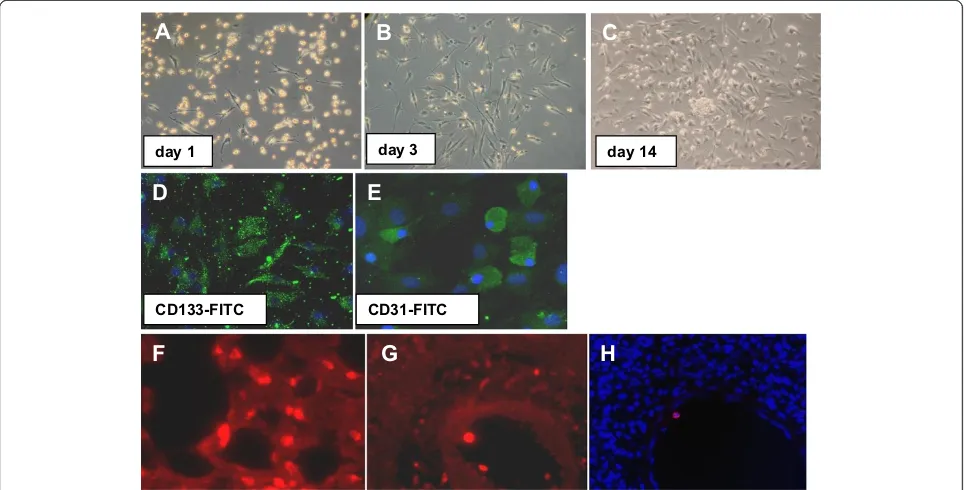 Figure 2 Isolation, characterization and homing of bone marrow-derived progenitor cells (BMDPC)