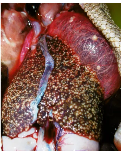 FIG 4 Microphotograph of a tongue with a mycotic granuloma caused byMagniﬁcation, Metarhizium viride from veiledchameleon (Chamaeleo calyptratus) 63880