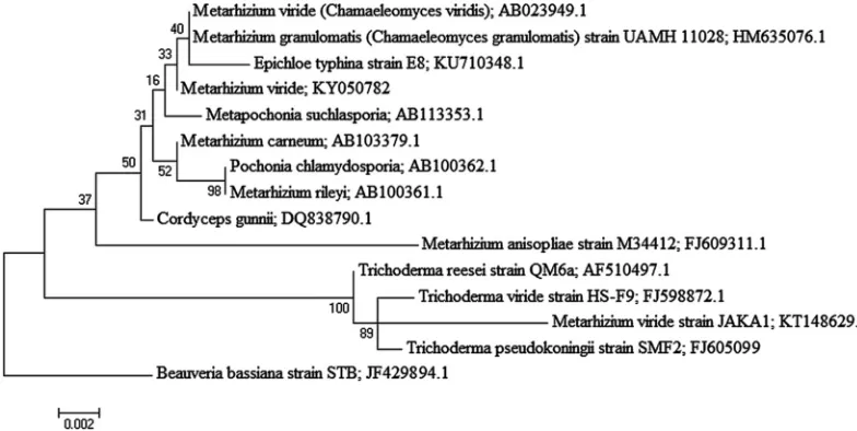 FIG 7 Maximum likelihood phylogeny inferred from analysis of LSU sequences of fungi of the family Clavicipitaceaenext to the branches