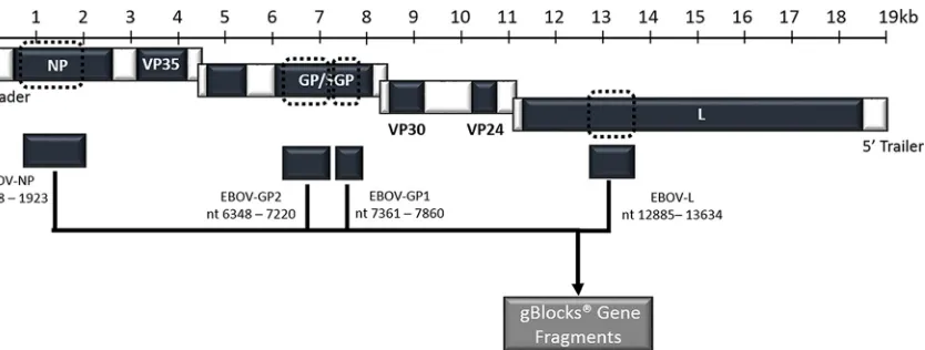FIG 2 Schematic representation of the EBOV-speciﬁc gene fragments (NP, GP1, GP2, and L) used in the generation of in vitro RNAtranscripts contained in the simulated EBOV specimens for the EBOV PT